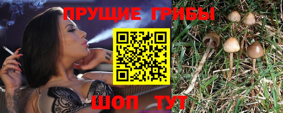 Галлюциногенные грибы Psilocybe Алушта